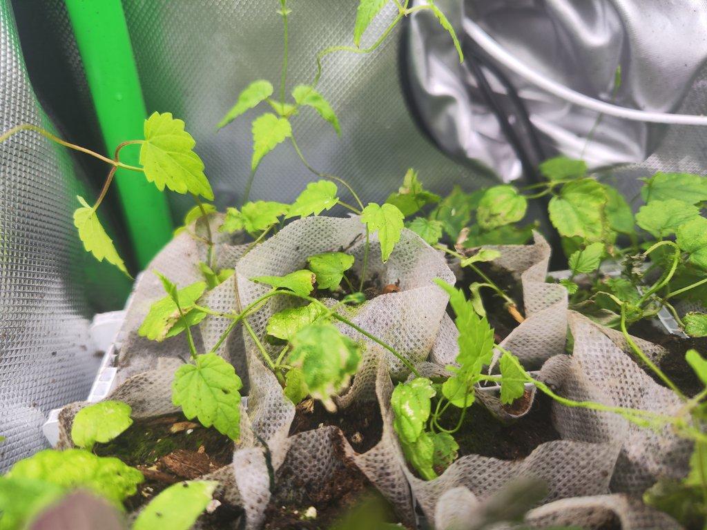 250ml transplant