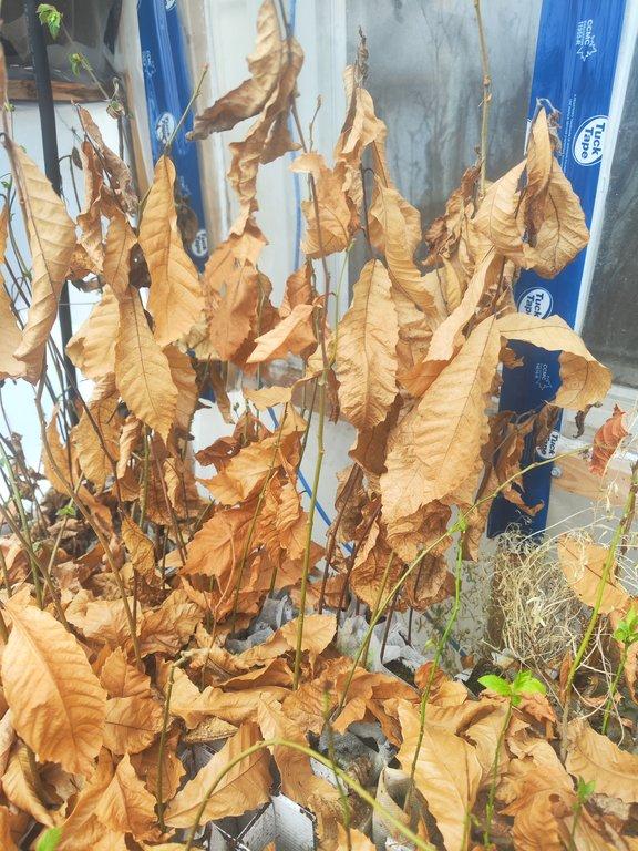 winter chestnuts