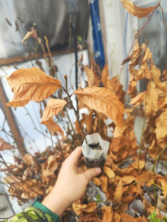 chestnut buds