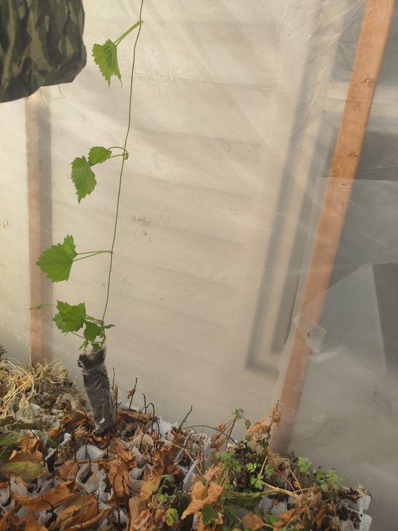 250ml vine