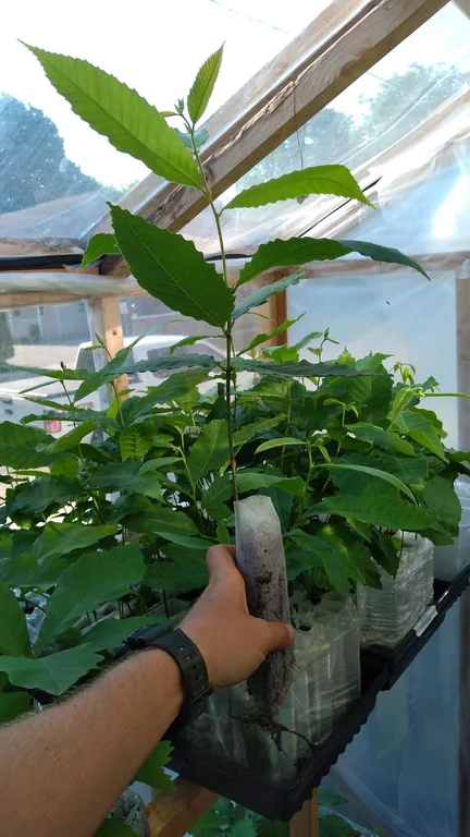 1st year chestnut