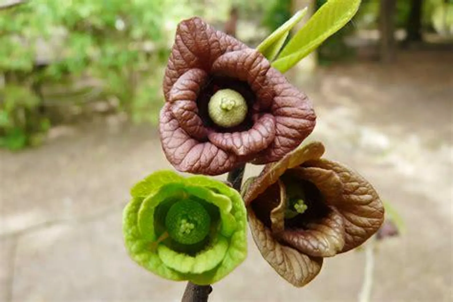 flowers